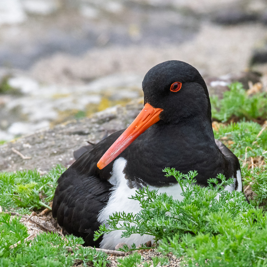 HC - Oystercatcher - Stephen Smith